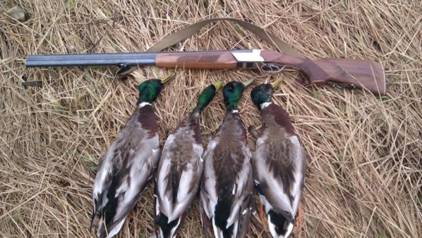 Утка кряква охота