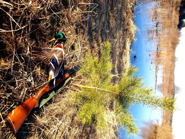 Охота на уток