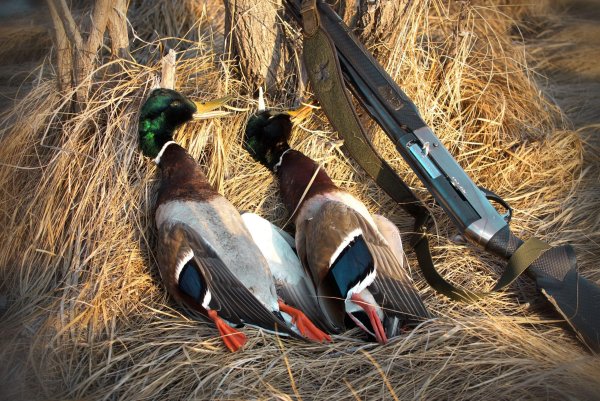 Охота на водоплавающую дичь 2022