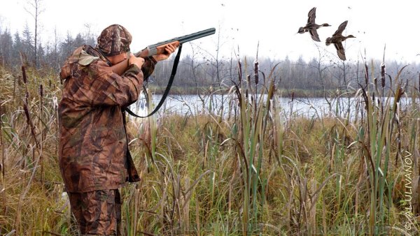 Весенняя охота с подсадной уткой на селезня 2021