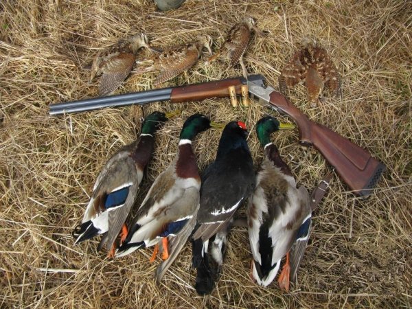 Охотники и утки