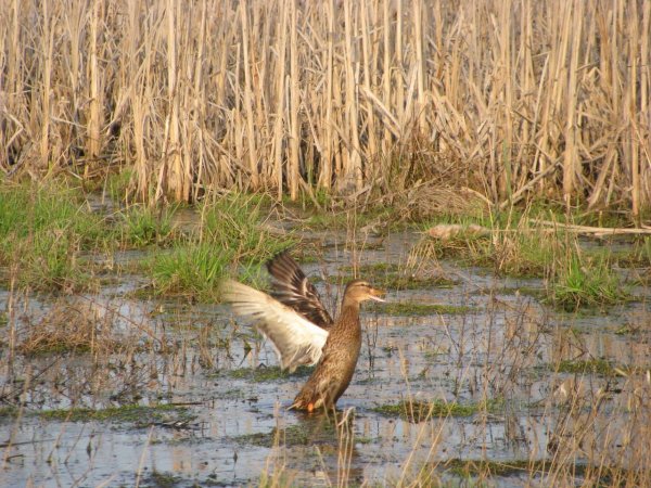 Болотно Луговая дичь утка