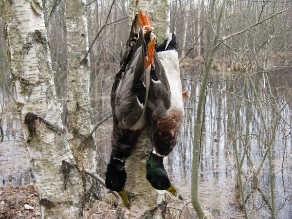 Весенняя охота на уток трофеи