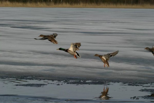 Весенняя. Охота в Куйбышевском