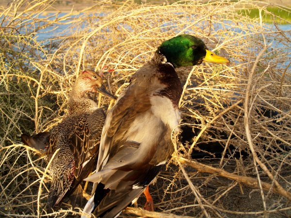 Промысловая охота на птиц