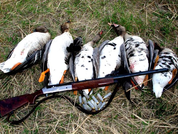 Охота летом