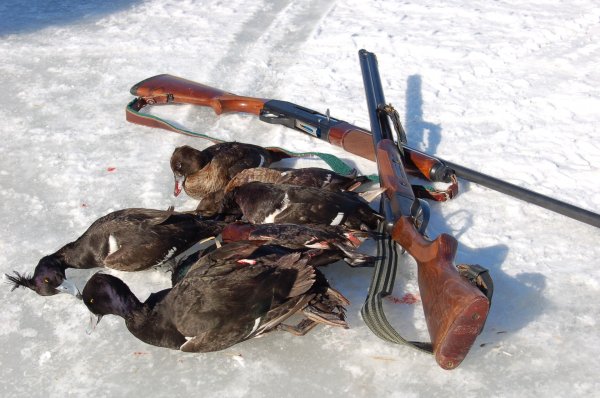 Охота на водоплавающую дичь 2021