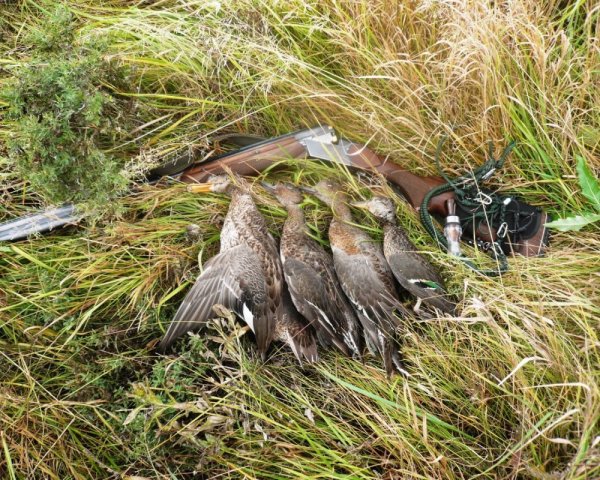 Весенняя охота на селезня