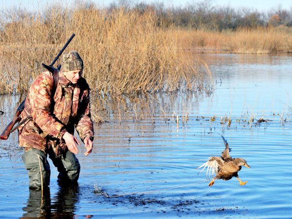 Весенняя охота на селезня