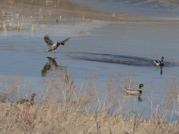 Весенняя охота на селезня