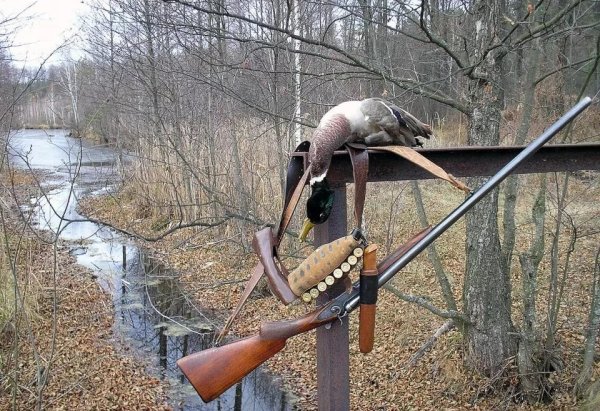 Охотничья кряква