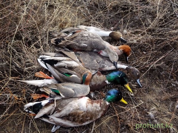 Охота на водоплавающую дичь 2020