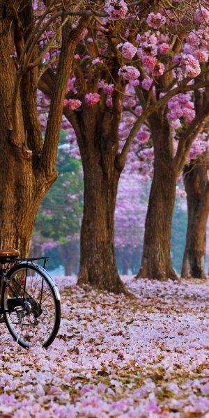 Весенний велосипед