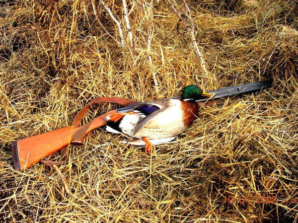 Охота на уток