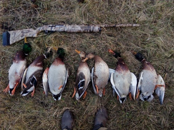 Весенняя охота