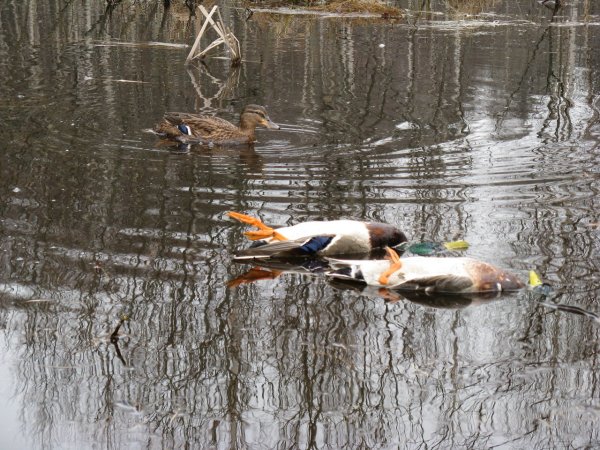 Весенняя охота 2022 уток с чучелами