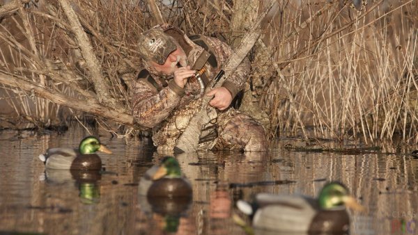 Весенняя охота на уток с подсадной
