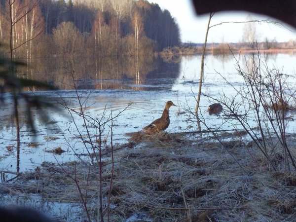 Весенняя охота