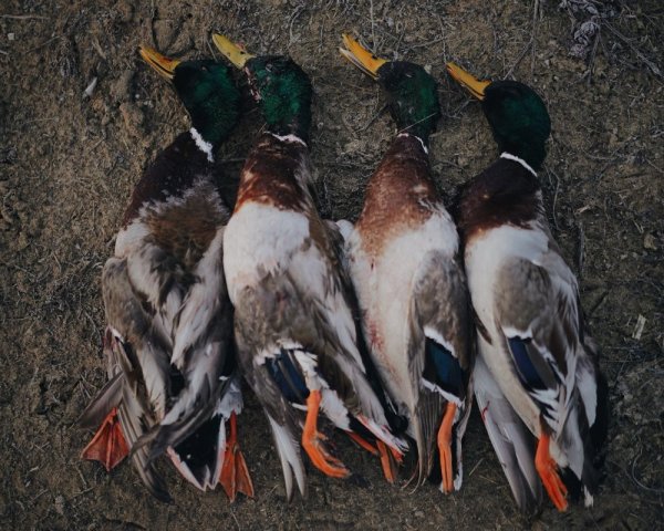 Джим Киллен птицы