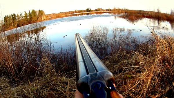 Весенняя охота на селезня с чучелами