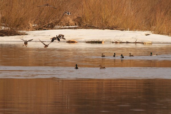 Водоплавающая болотно Луговая и Полевая дичь