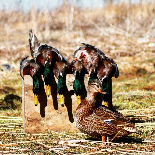 Охотник иллюстрация