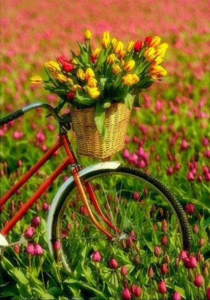 Велосипед с корзинкой с цветами