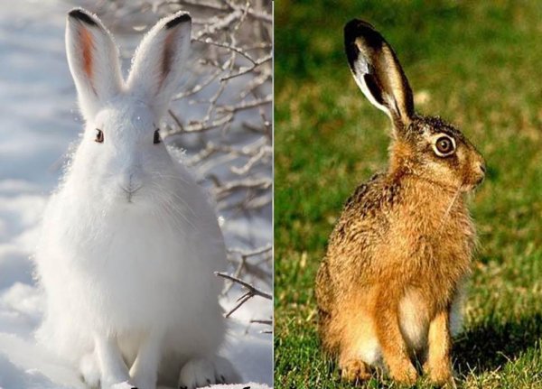 Заяц Беляк генотип