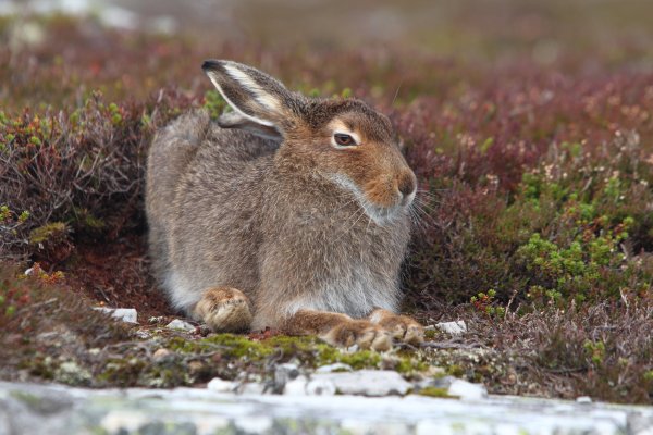 Заяц-Беляк – Lepus timidus Linnaeus, 1758