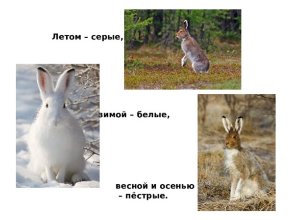 Заяц готовится к зиме