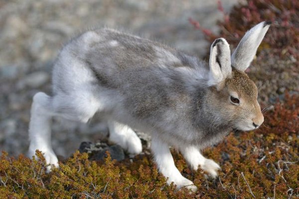 Заяц Беляк линька