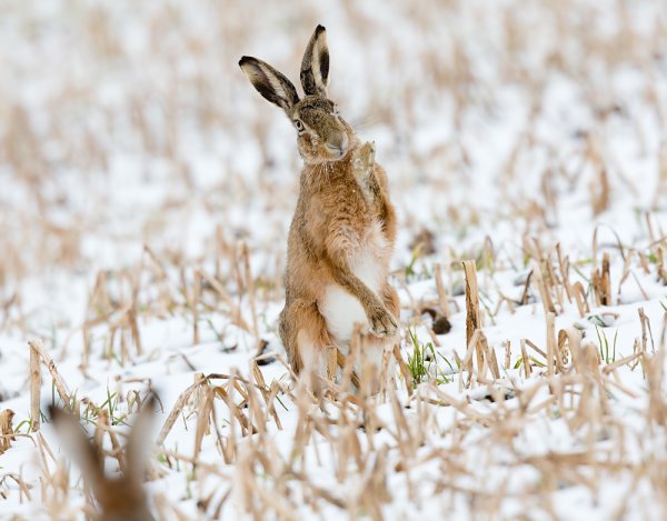 Крымский заяц Русак