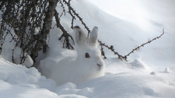 Заяц Беляк Нора