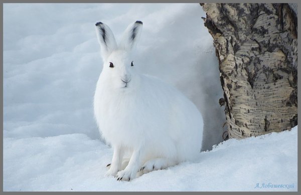 Заяц Беляк зимой