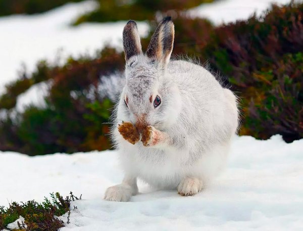 Заяц Русак белый