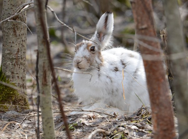 Заяц Беляк линька