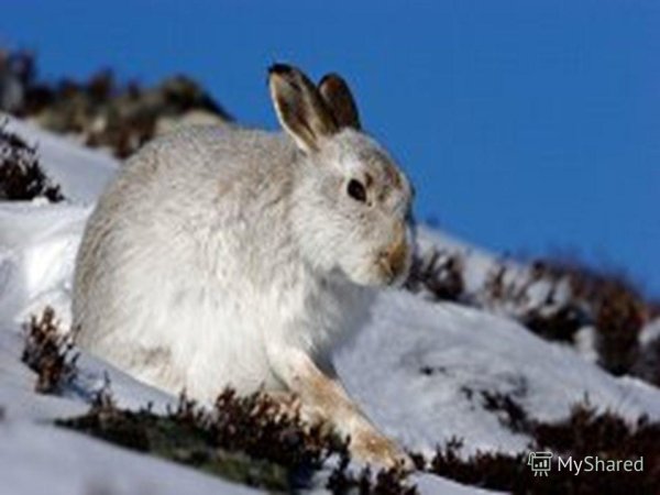 Заяц Беляк Забайкалья
