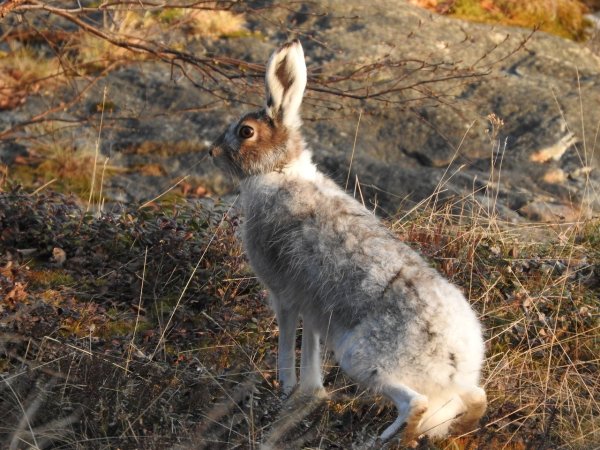 Заяц Русак линька