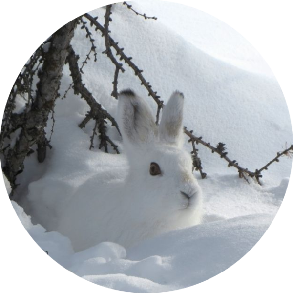 Заяц Русак линька