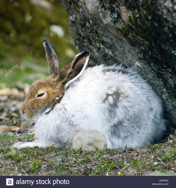 Американский заяц Беляк