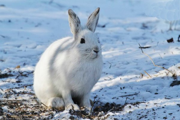 Заяц- Русак в дикой природе