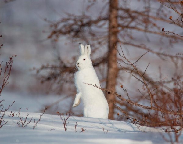 Заяц Беляк зима лес