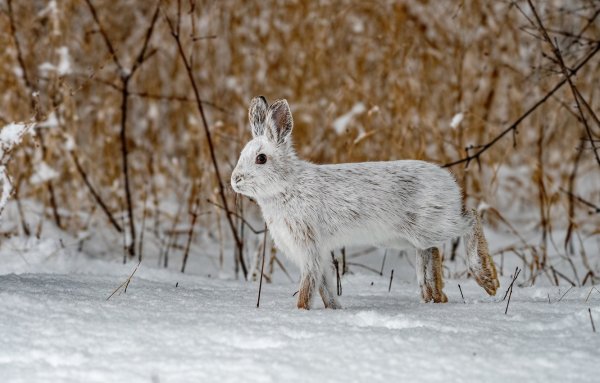 Заяц Беляк и Русак зимой