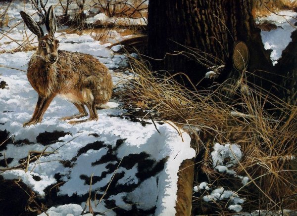 Заяц Беляк летом и зимой