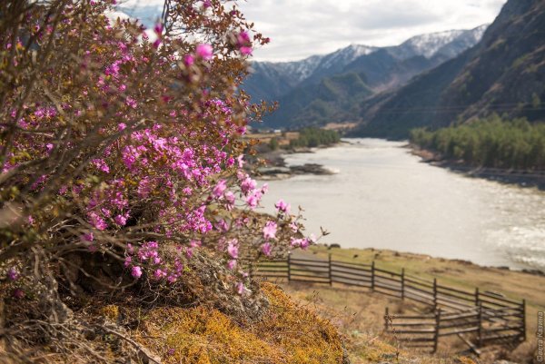 Весна Алтай Катунь маральник