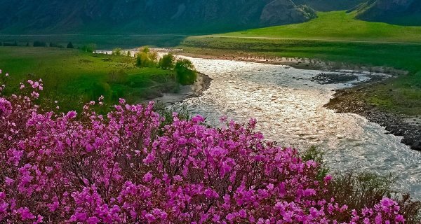 Горный Алтай весной маральник