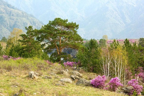 Маральник Черемшанка