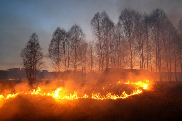 Палы сухой травы