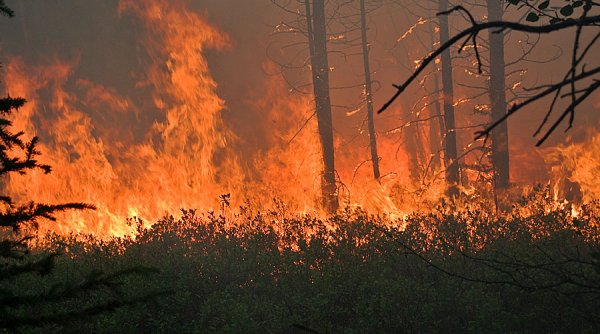 Пал сухой растительности