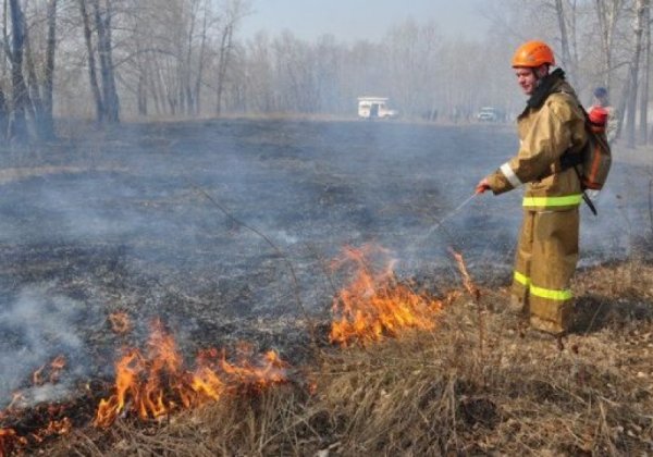 Сухая трава после пожара